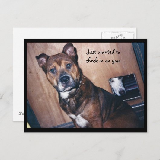 Ik kijk gewoon naar jou. briefkaart (Voorkant / Achterkant)