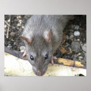 Ik kijk naar je afdrukken poster