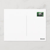 Ik kijk naar je briefkaart (Achterkant)