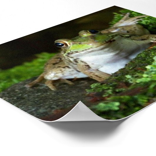 Ik kijk naar je Bullfrog Poster (Hoek)