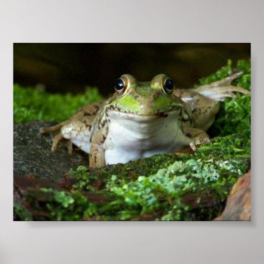 Ik kijk naar je Bullfrog Poster (Voorkant)