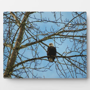 Ik kijk naar je fotoplaat