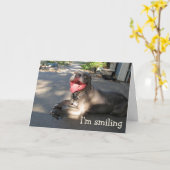 Ik lach Pitbull Jubileum Kaart (Gele Bloem)