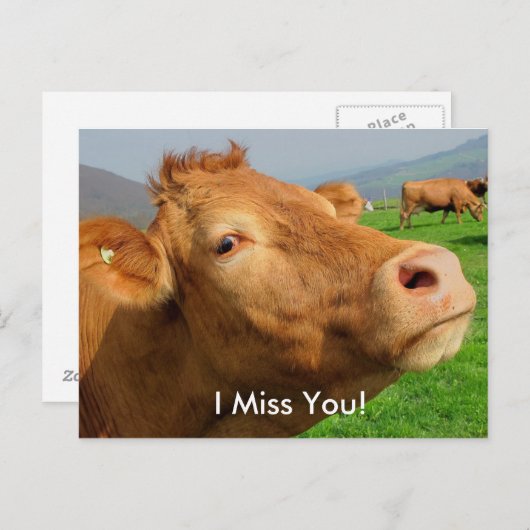 "Ik mis je" Grappig Koe briefkaart (Voorkant / Achterkant)