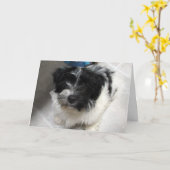 Ik mis je - Havanezer Puppy Kaart (Gele Bloem)