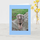 Ik mis je kaart (Gele Bloem)