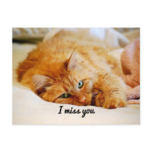 Ik mis je, Oranje Maine Coon Cat.