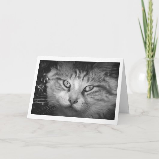 Ik mis je Wenskaart - B&W Kat Kaart (Voorkant)