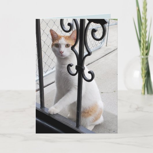 Ik Mis Jou Kat Kaart (Voorkant)