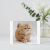 Ik niet. Feisty Oranje Persian Kitten Briefkaart (Staand voorkant)
