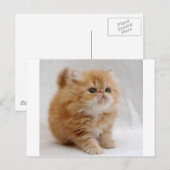 Ik niet. Feisty Oranje Persian Kitten Briefkaart (Voorkant / Achterkant)