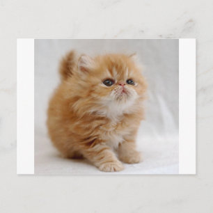Ik niet. Feisty Oranje Persian Kitten Briefkaart