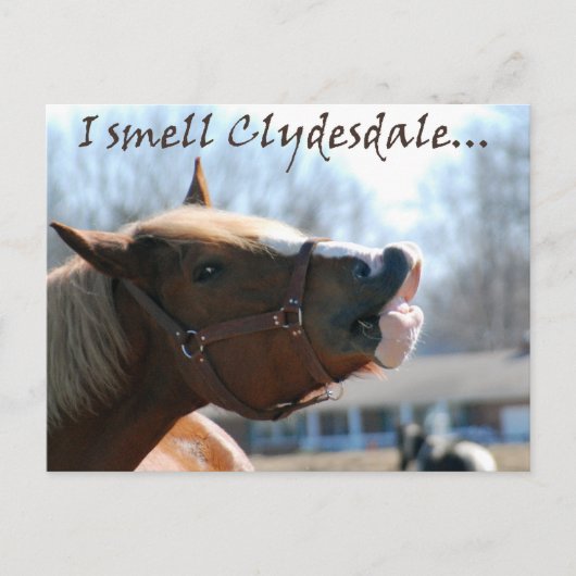 Ik ruik clydesdales briefkaart (Voorkant)