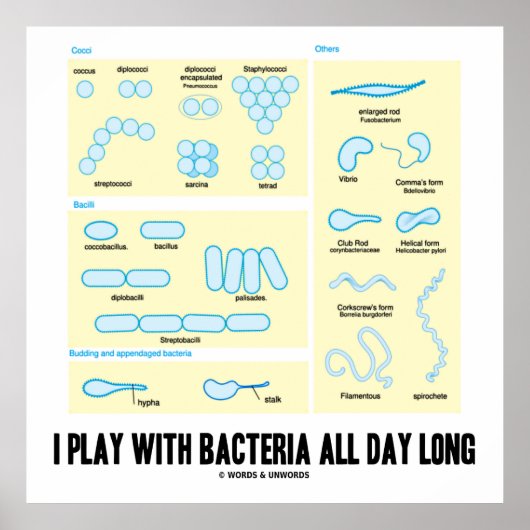 Ik speel de hele dag met bacteriën (morfologie) poster (Voorkant)