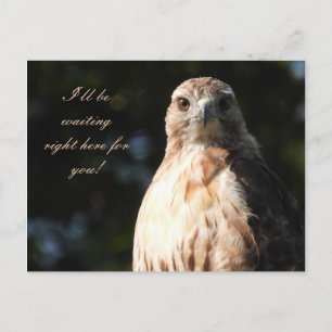 Ik wacht op je - Red Tailed Hawk Stare Briefkaart