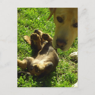 Ik was het niet briefkaart