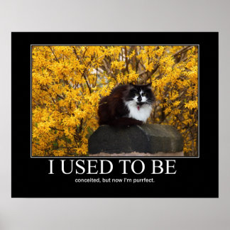 Ik was vroeger.. Cat Artwork Funny Poster