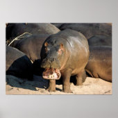 Ik wil geen Hippopotamusportret Poster (Voorkant)