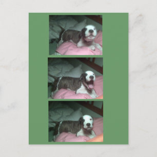 Ik wil nu de kerstman, ik wil nu de kerstman feestdagenkaart