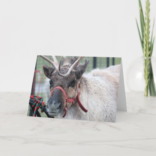 Ik wilde sneeuw. feestdagen kaart (Voorkant)