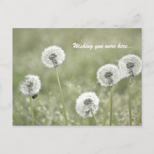 Ik wou dat je hier was... briefkaart