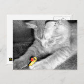 'Ik zei dat je de kat niet meer voedde' Rubber Duc Briefkaart (Voorkant / Achterkant)