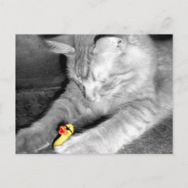 'Ik zei dat je de kat niet meer voedde' Rubber Duc Briefkaart