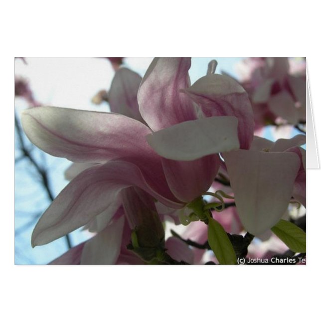 Ik zend mijn liefde met bloesems (Voorkant Horizontaal)