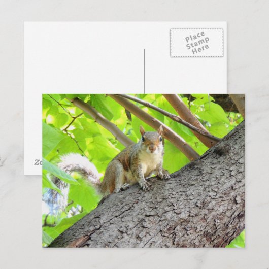 Ik zie Briefkaart van je eekhoorn (Voorkant / Achterkant)