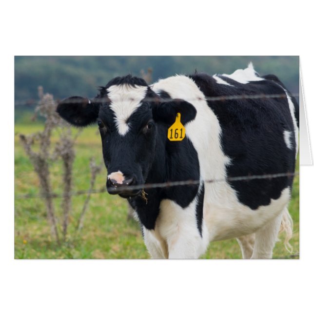 Ik zie je (Voorkant Horizontaal)