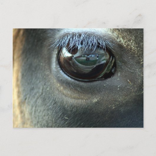Ik zie je, Jersey Cow eye Briefkaart (Voorkant)