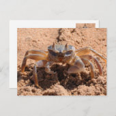 Ik zie je - krab op het strand dicht bij briefkaart (Voorkant / Achterkant)