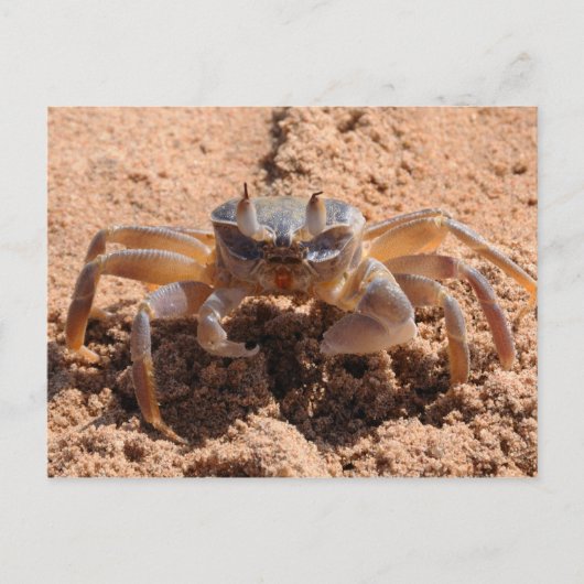 Ik zie je - krab op het strand dicht bij briefkaart (Voorkant)