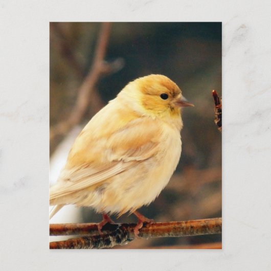 Ik zie Lente Briefkaart (Voorkant)