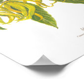 Ilang-Ilang (Cananga odorata) Ph Forest Blooms Poster (Hoek)