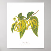 Ilang-Ilang (Cananga odorata) Ph Forest Blooms Poster (Voorkant)