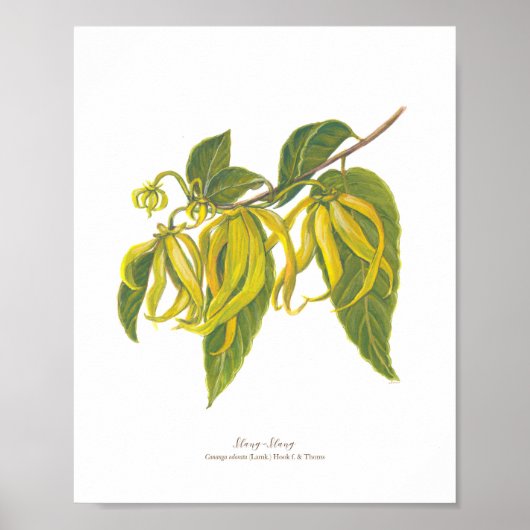 Ilang-Ilang (Cananga odorata) Ph Forest Blooms Poster (Voorkant)