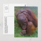 Illegale handel in wilde dieren en planten briefkaart (Voorkant / Achterkant)