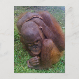 Illegale handel in wilde dieren en planten briefkaart