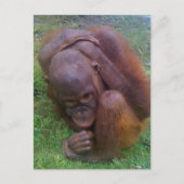 Illegale handel in wilde dieren en planten briefkaart (Voorkant)