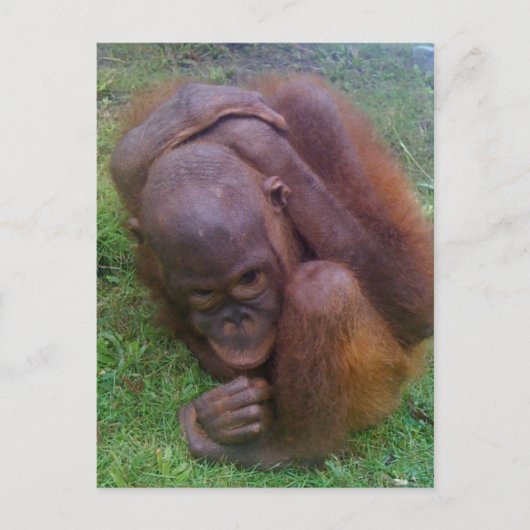 Illegale handel in wilde dieren en planten briefkaart (Voorkant)