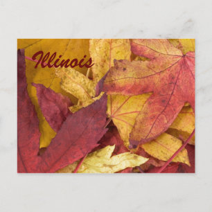 Illinois Autumn Leaves Briefkaart