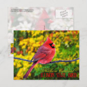 Illinois State Bird - Northern Cardinal Briefkaart (Voorkant / Achterkant)