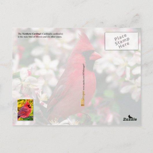 Illinois State Bird - Northern Cardinal Briefkaart (Achterkant)
