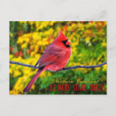 Illinois State Bird - Northern Cardinal Briefkaart (Voorkant)