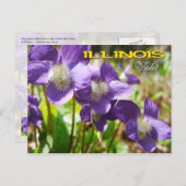Illinois State Flower: Violet Briefkaart (Voorkant / Achterkant)