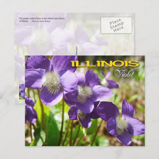 Illinois State Flower: Violet Briefkaart (Voorkant / Achterkant)
