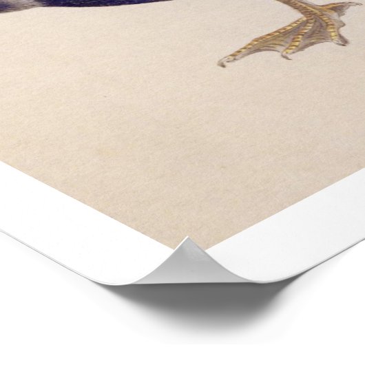  illustratie: Aalscholver Poster (Hoek)