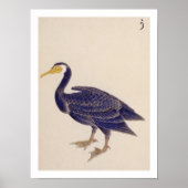 illustratie: Aalscholver Poster (Voorkant)