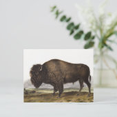 Illustratie Amerikaanse Bison (Bos Americanus) Briefkaart (Staand voorkant)